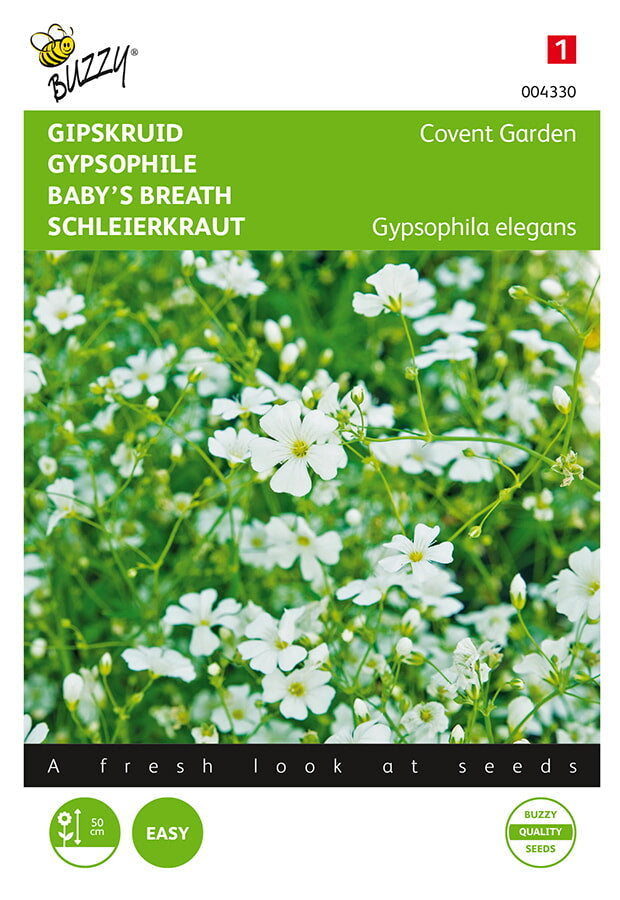 Gypsophila/Baby's Breath, 'Covent Garden