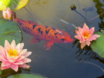 Pond Plants & Care