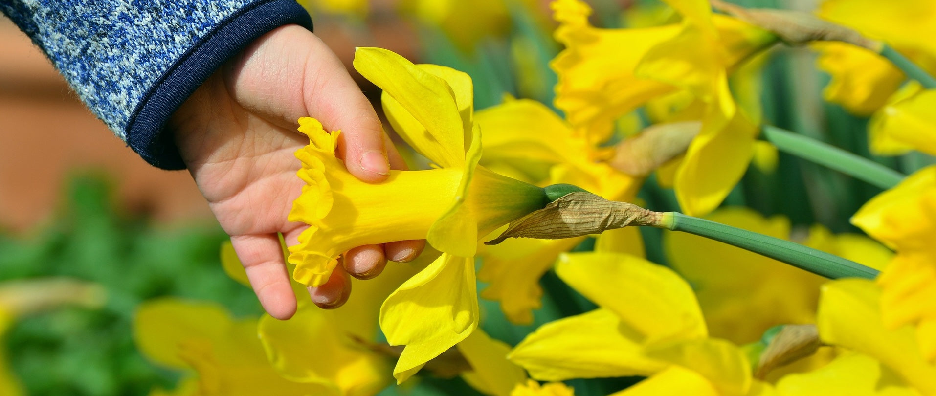 Flower Bulbs