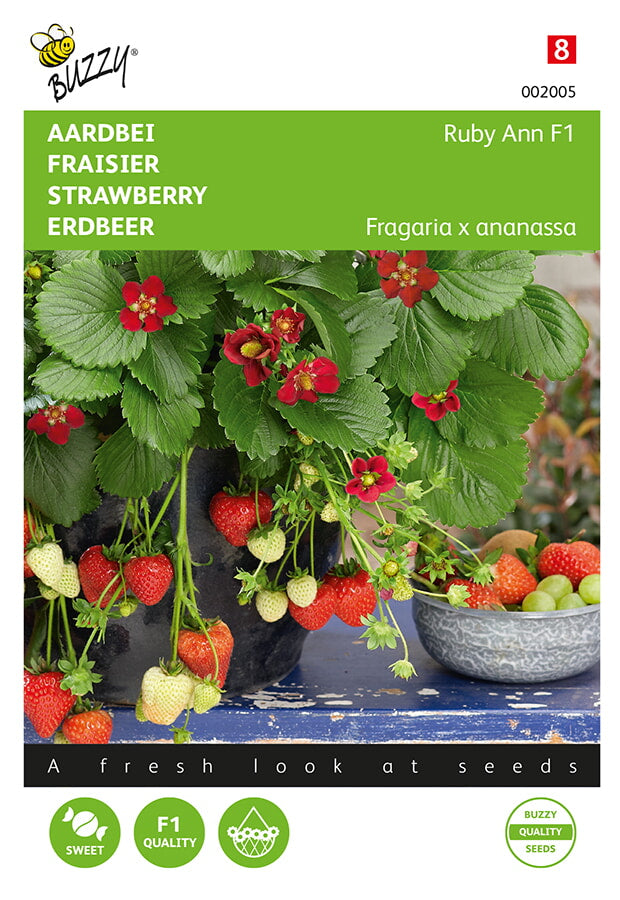 Fraise - Ruby Ann F1 - 7 Graines