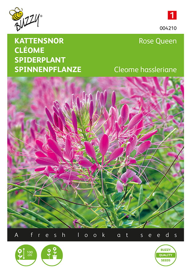 Cleome - Rose Queen - 0,75g