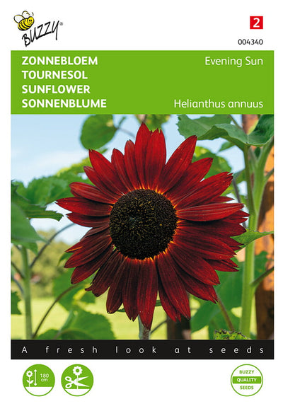 Sonnenblume - Evening Sun - 2g