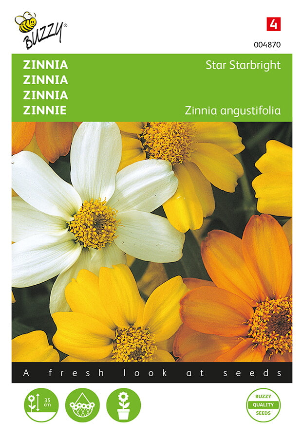 Zinnia - Star Starbright - 20 semi