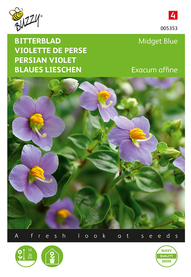 Violette de Perse – Midget Blue – 10 Graines