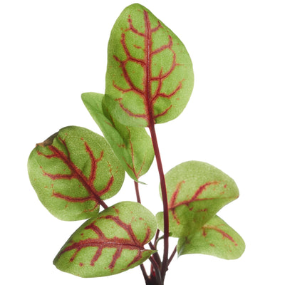 Sorrel Red - Veined - 0,5g