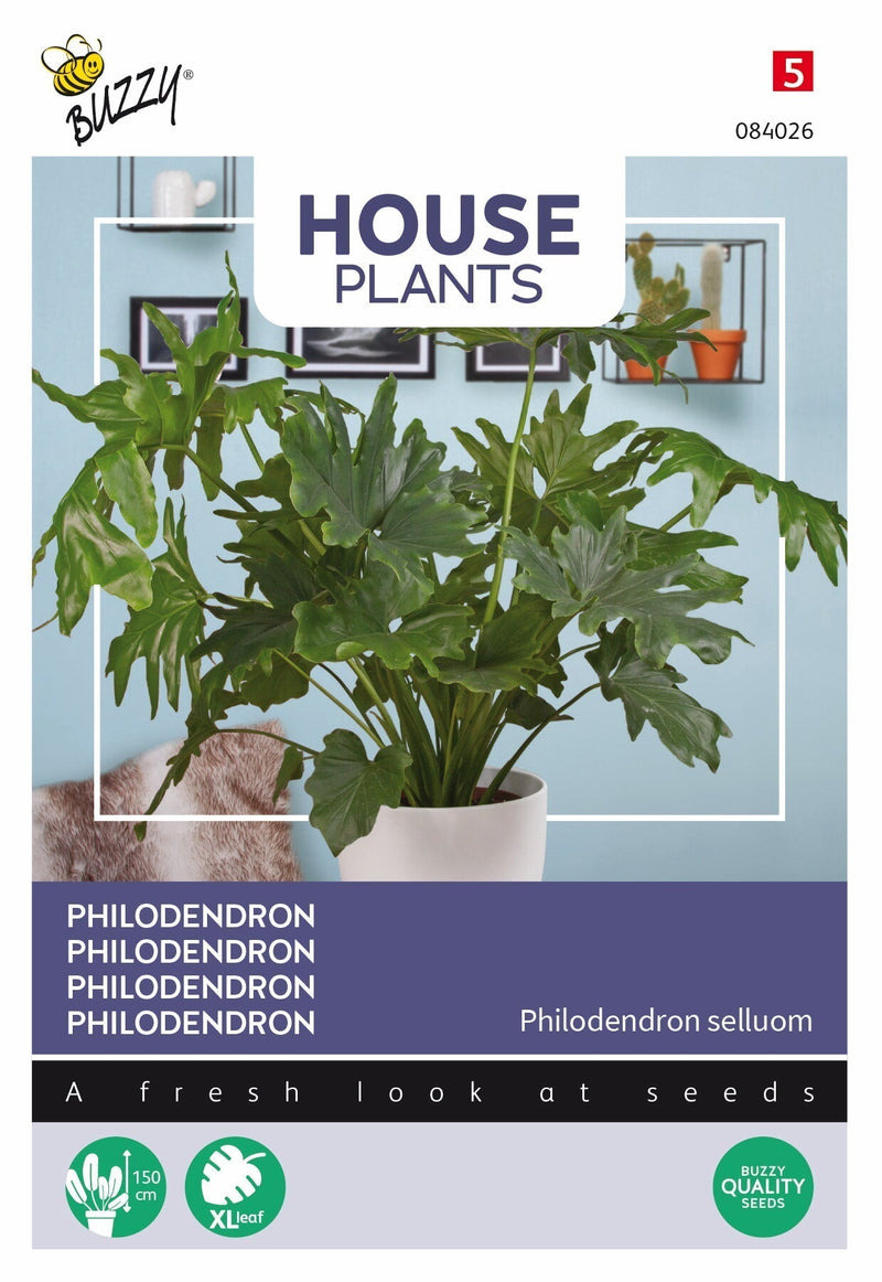 Philodendron - 16 Graines