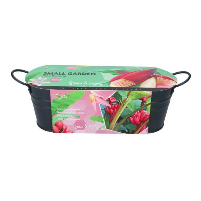 Small Garden - Roze banaan - 10-15 zaden