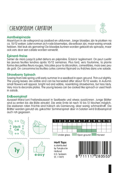 Capsuni Spanac - Chenopodium capitatum