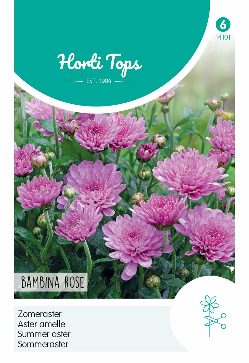 Sommeraster - Bambina Rose - 20 Samen