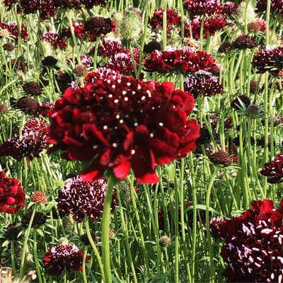 Scabiosa - Special Edition - 0,5g