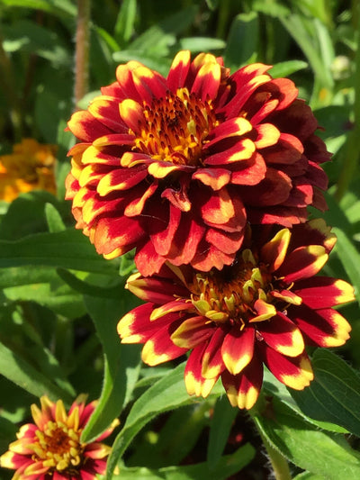 Zinnia - Covor persan - 0,75g