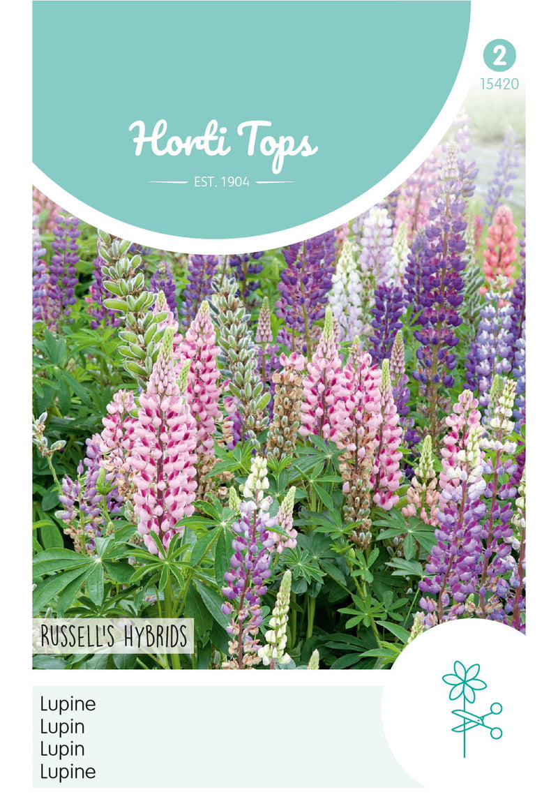 Lupine - Russells Hybriden - 2 g