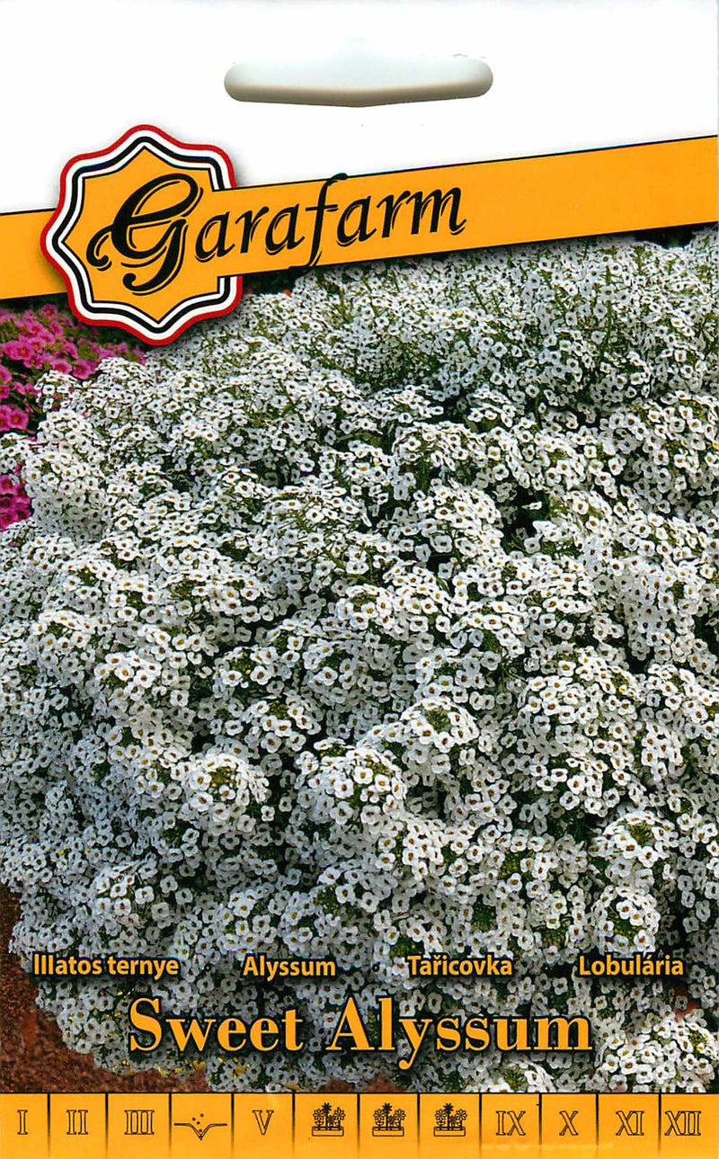 Sweet Alyssum - Wit - 0,5g