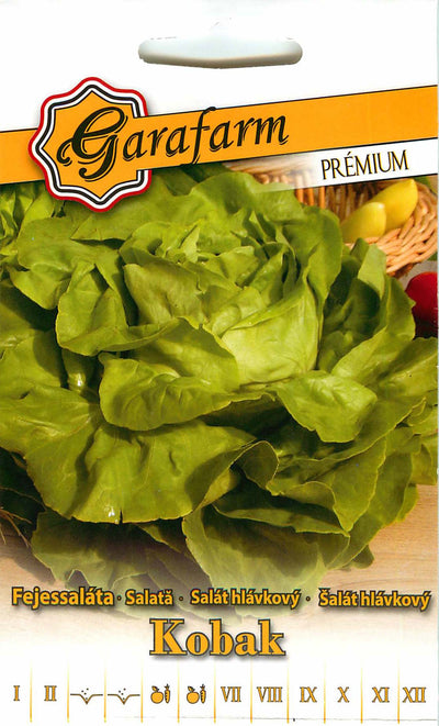 Lettuce - Kobak - 3g