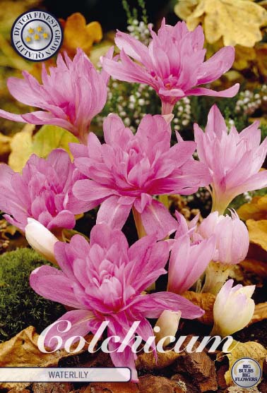 Colchicum - Ninfea - 14/16 - 1 pz