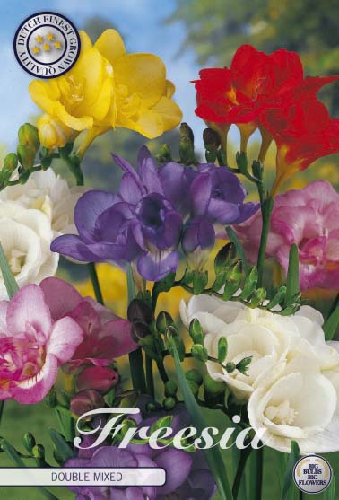 Freesia Double - Mix - 15 buc (există)