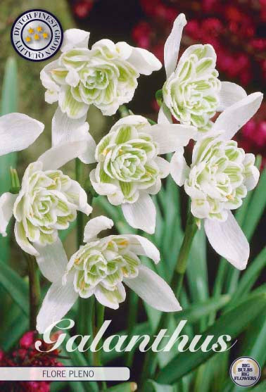 Galanthus - Flore Pleno - 5/6 - 7 pièces