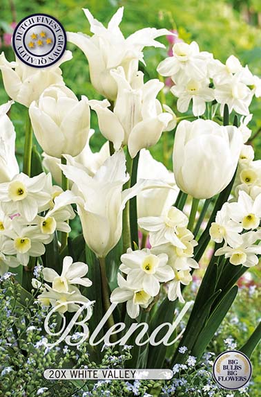 Tulp/Narcissen Mix - White Valley - 12/14 - 20 st