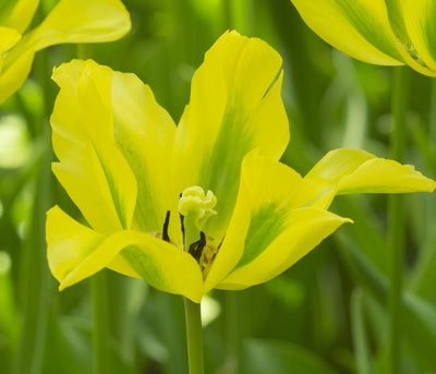 Tulipano Viridiflora - Formosa - 12/+ - 7 pz