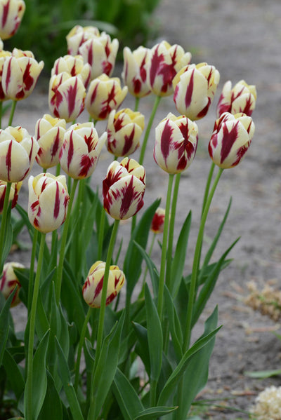 Tulipano Trionfo - Grande Perfezione - 12/+ - 10 pz