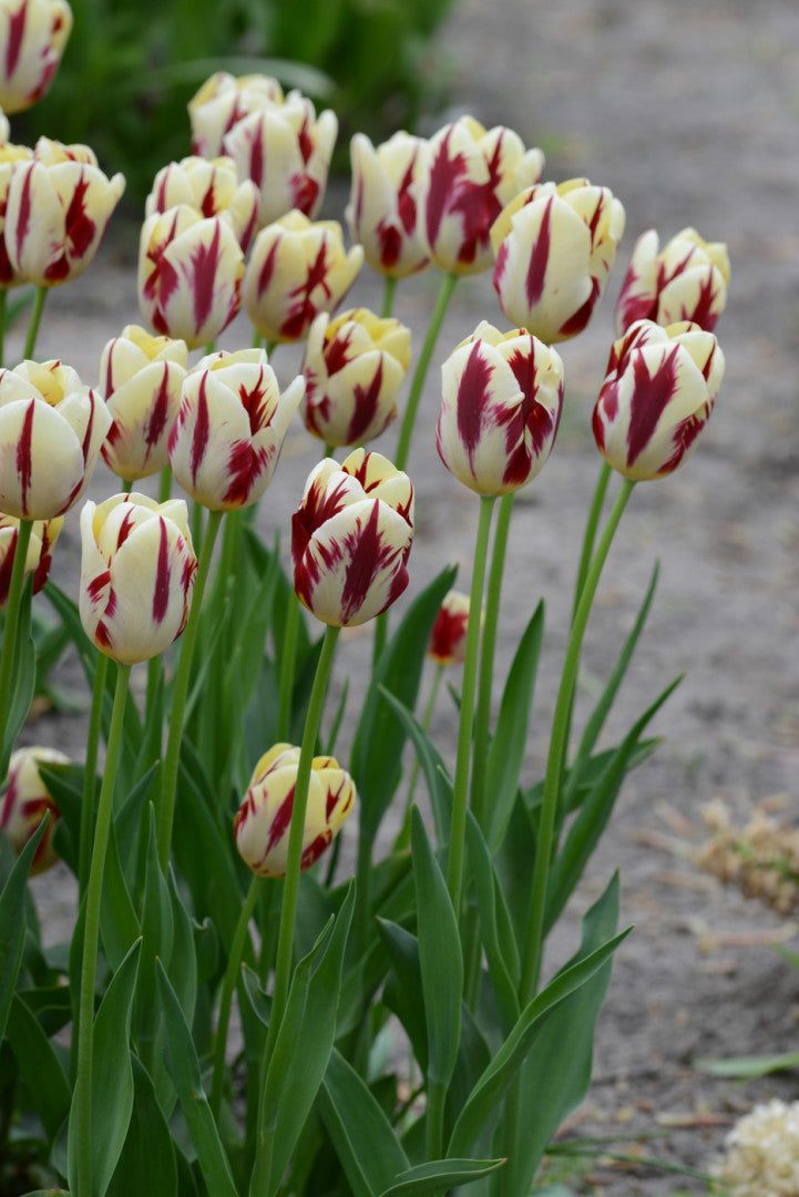 Tulip Triumph - Grand Perfection - 12/+ - 10 pcs