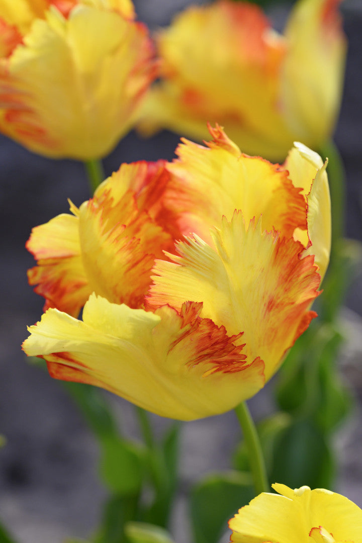 Tulip Parrot - Texas Gold - 12/+ - 7 pcs