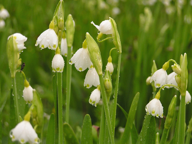 Flocons de neige d&