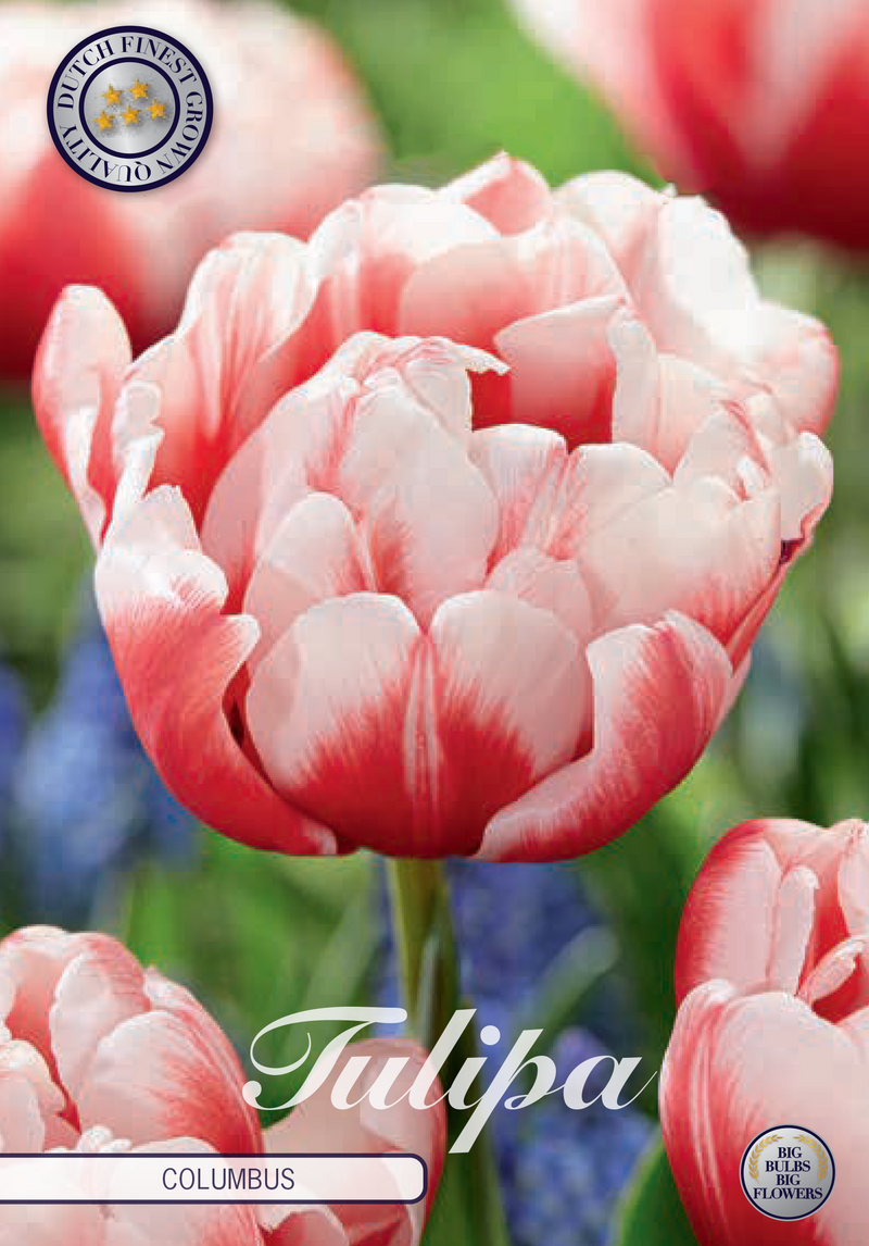 Tulipe Double Early - Columbus - 7 pcs