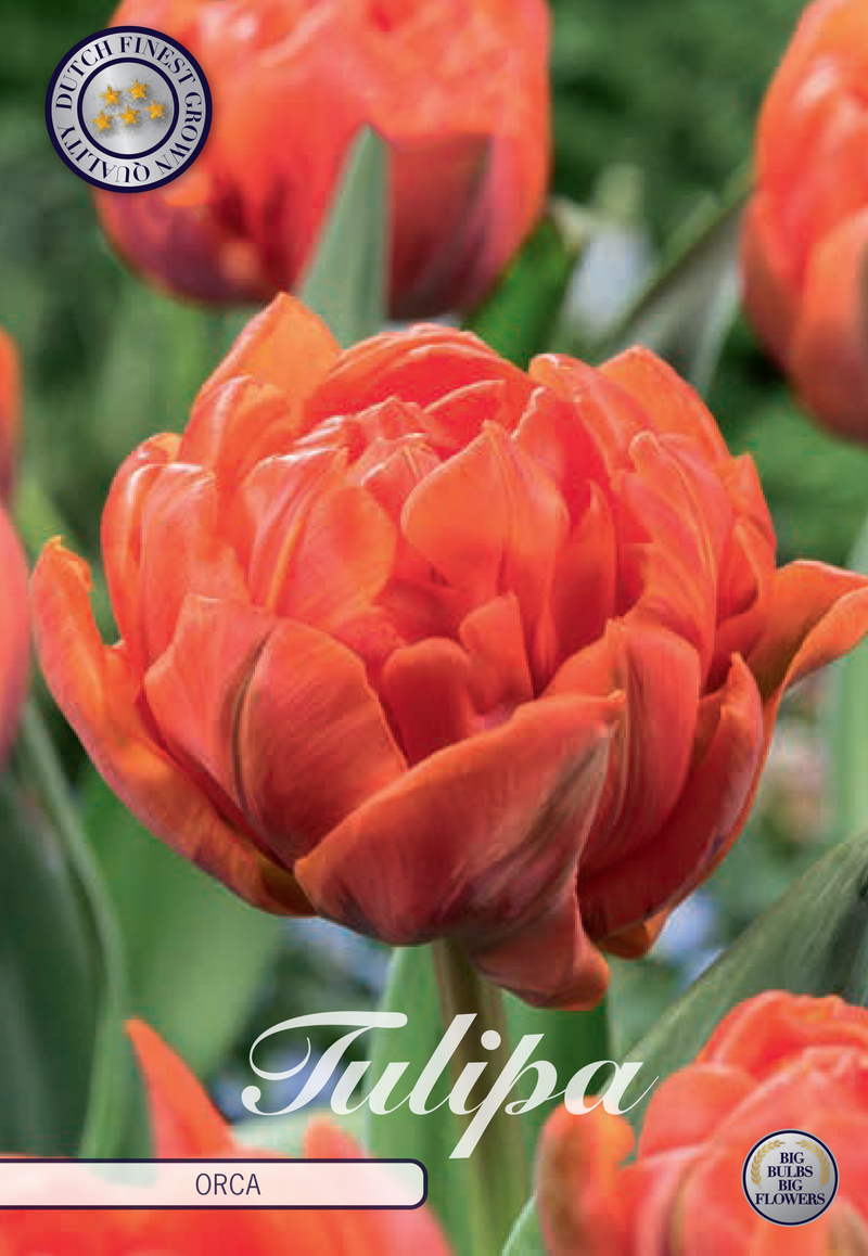 Tulip Double Early - Orca - 12/+ - 7 pcs