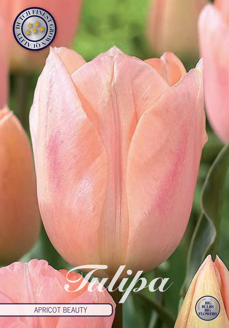 Tulip Triumph - Apricot Beauty - 7 kom