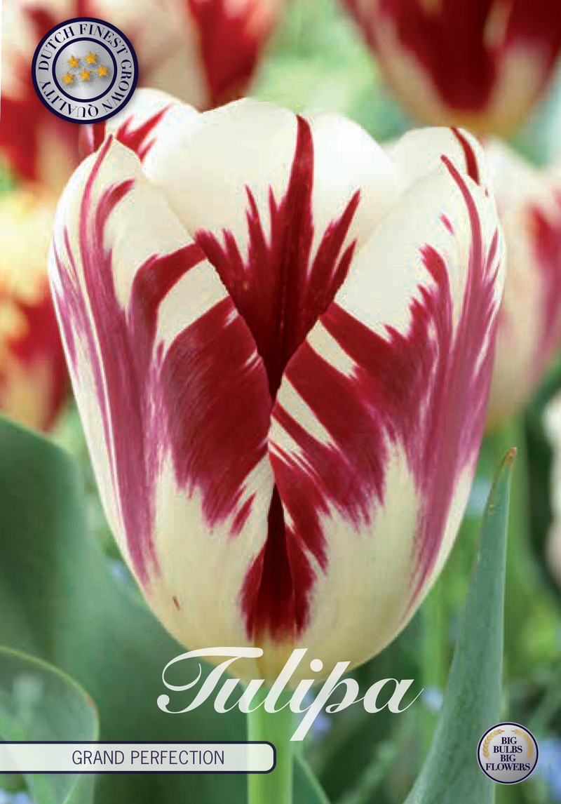 Tulip Triumph - Gran Perfección - 12/+ - 10 piezas