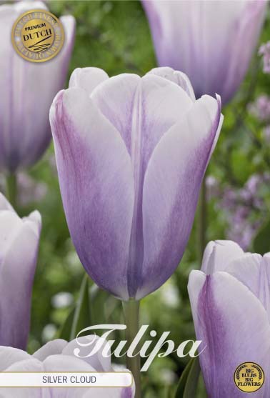 Tulip Triumph - Silver Cloud - 12/+ - 5 pcs