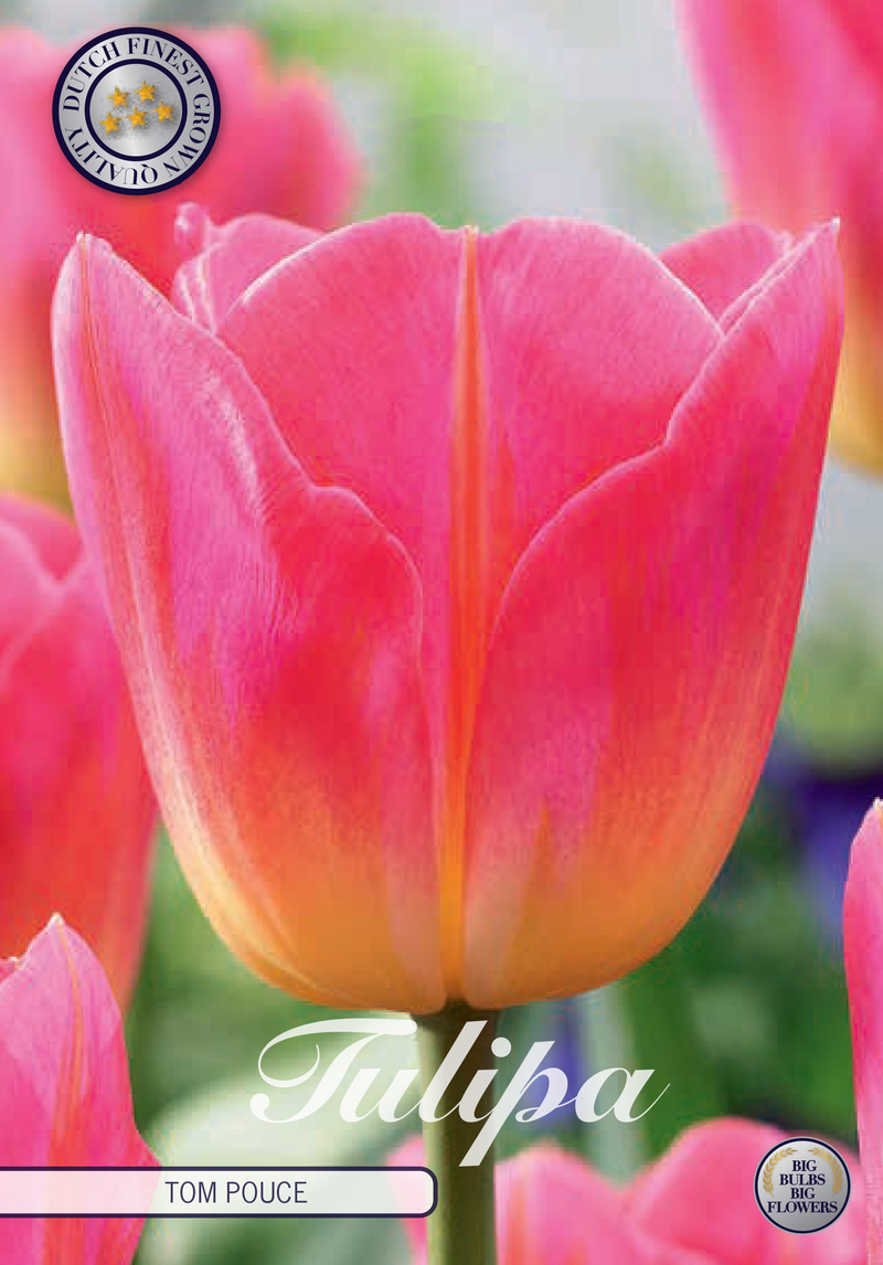 Tulip Triumph - Tom Pouce - 12/+ - 7 pcs