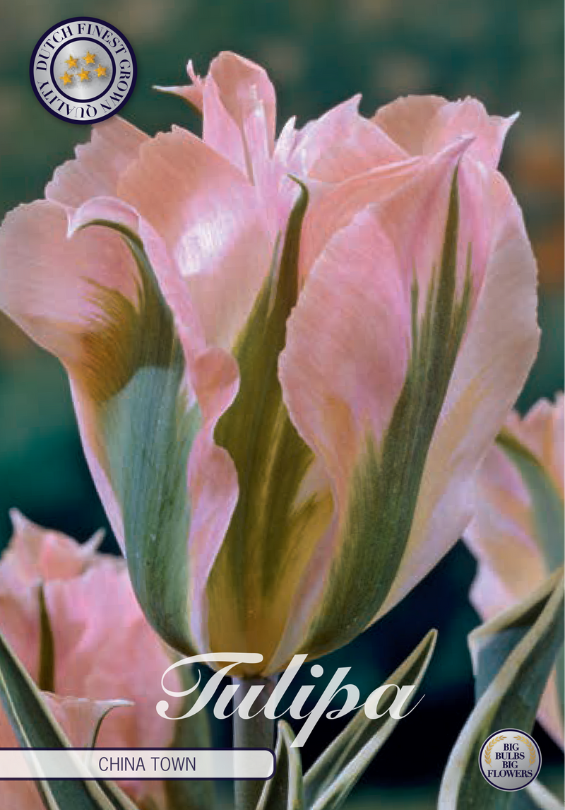 Tulp Viridiflora - China Town - 12/+ - 7 st