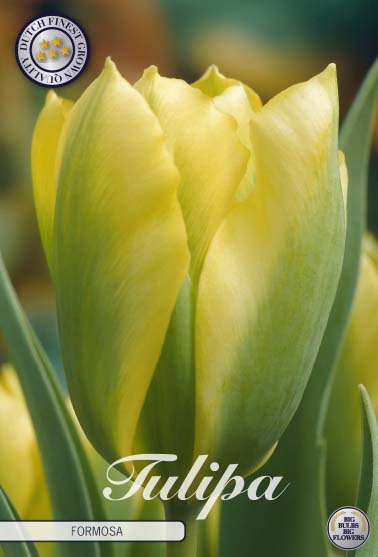 Tulpe Viridiflora - Formosa - 12/+ - 7 Stk