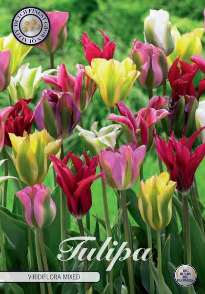 Tulip Viridiflora - Mix - 12/+ - 7 pcs