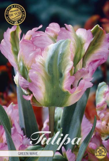 Tulipe Perroquet - Vague Verte - 7 pcs