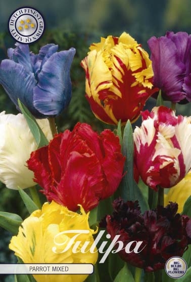 Tulp Papegaai - Gemengd - 12/+ - 15 stuks