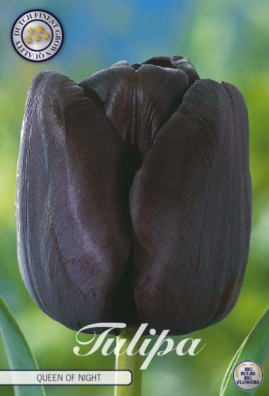 Tulip Single Late - Queen of Night - 12/+ - 7 pcs