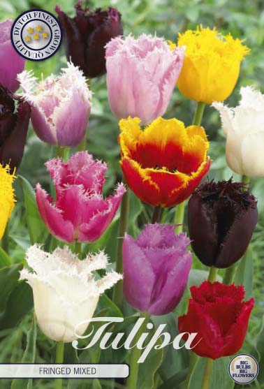 Tulipe frangée - Mixte - 12/+ - 20 pcs