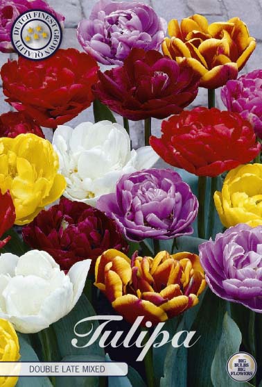 Tulp Dubbel Laat - Gemengd - 12/+ - 15 st