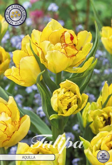 Tulip Multiflora - Aquilla - 12/+ - 7 pcs