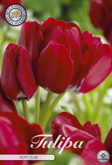 Tulipe Multiflora - Fiery Club - 7 pcs