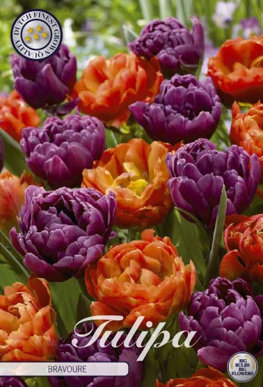 Tulp - Bravoure - 12/+ - 10 stuks