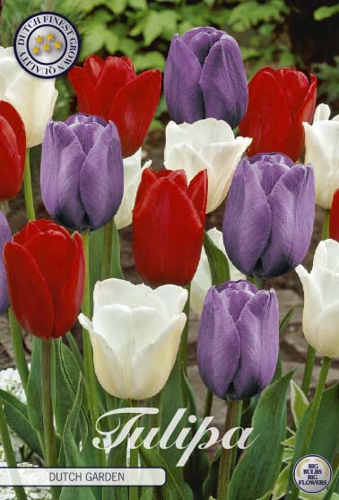 Tulp - Dutch Garden - 12/+ - 10 stuks