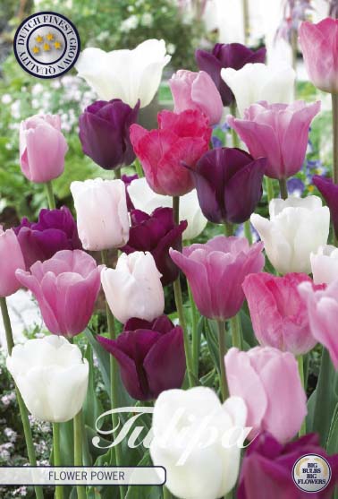 Tulpe Triumph - Flower Power - 12/+ - 15 Stück -