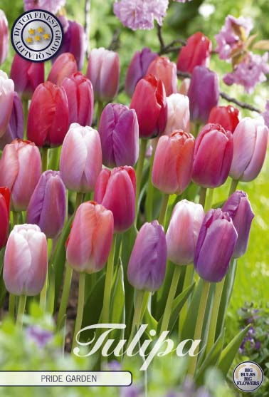 Tulip - Garden Pride - 12/+ - 20 pcs