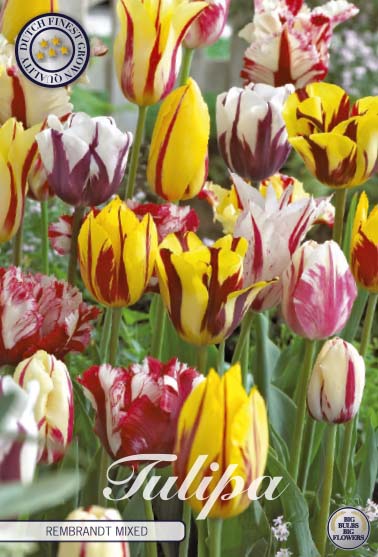 Tulipe Rembrandt - Mixte - 12/+ - 20 pcs