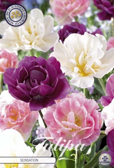 Tulp - Sensation - 12/+ - 20 stuks