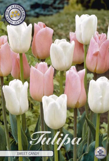 Tulp - Zoete Snoep - 12/+ - 10 st.